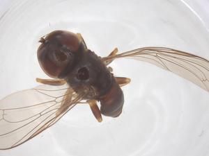  ( - BIOUG34774-H02)  @11 [ ] CreativeCommons - Attribution Share - Alike (2025) Centre for Biodiversity Genomics Centre for Biodiversity Genomics