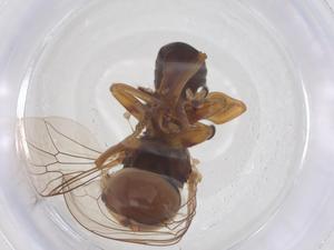  ( - BIOUG34777-F01)  @11 [ ] CreativeCommons - Attribution Share - Alike (2025) Centre for Biodiversity Genomics Centre for Biodiversity Genomics