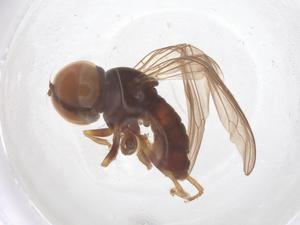  ( - BIOUG34780-E05)  @11 [ ] CreativeCommons - Attribution Share - Alike (2025) Centre for Biodiversity Genomics Centre for Biodiversity Genomics