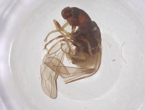  ( - BIOUG34790-H02)  @11 [ ] CreativeCommons - Attribution Share - Alike (2025) Centre for Biodiversity Genomics Centre for Biodiversity Genomics