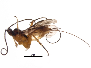  ( - BIOUG34791-C03)  @14 [ ] CreativeCommons - Attribution (2017) CBG Photography Group Centre for Biodiversity Genomics