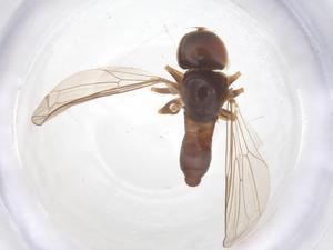  ( - BIOUG34917-H06)  @11 [ ] CreativeCommons - Attribution Share - Alike (2025) Centre for Biodiversity Genomics Centre for Biodiversity Genomics