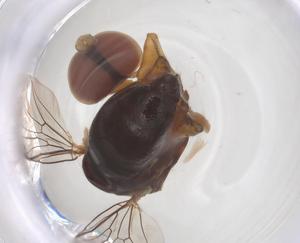  ( - BIOUG35213-F09)  @11 [ ] CreativeCommons - Attribution Share - Alike (2025) Centre for Biodiversity Genomics Centre for Biodiversity Genomics