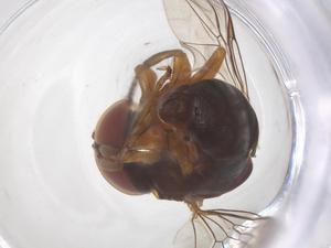  ( - BIOUG35215-B06)  @11 [ ] CreativeCommons - Attribution Share - Alike (2025) Centre for Biodiversity Genomics Centre for Biodiversity Genomics