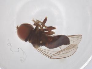  ( - BIOUG35217-F02)  @11 [ ] CreativeCommons - Attribution Share - Alike (2025) Centre for Biodiversity Genomics Centre for Biodiversity Genomics