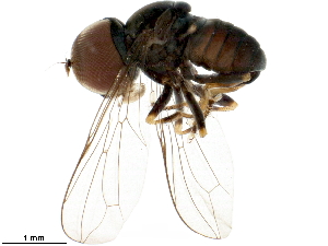  (Clistoabdominalis sp. CAN1 - BIOUG35217-G06)  @11 [ ] CreativeCommons - Attribution (2018) CBG Photography Group Centre for Biodiversity Genomics