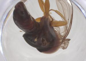  ( - BIOUG35217-H06)  @11 [ ] CreativeCommons - Attribution Share - Alike (2025) Centre for Biodiversity Genomics Centre for Biodiversity Genomics