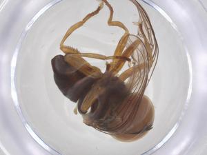  ( - BIOUG35220-B12)  @11 [ ] CreativeCommons - Attribution Share - Alike (2025) Centre for Biodiversity Genomics Centre for Biodiversity Genomics