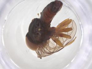  ( - BIOUG35220-D08)  @11 [ ] CreativeCommons - Attribution Share - Alike (2025) Centre for Biodiversity Genomics Centre for Biodiversity Genomics