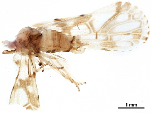  (Anotia kirkaldyi - BIOUG35257-B04)  @11 [ ] CreativeCommons - Attribution (2018) CBG Photography Group Centre for Biodiversity Genomics