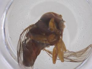  ( - BIOUG35306-E01)  @11 [ ] CreativeCommons - Attribution Share - Alike (2025) Centre for Biodiversity Genomics Centre for Biodiversity Genomics