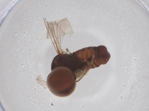  ( - BIOUG35306-E03)  @11 [ ] CreativeCommons - Attribution Share - Alike (2025) Centre for Biodiversity Genomics Centre for Biodiversity Genomics