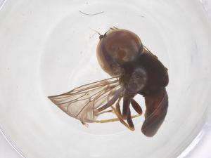  ( - BIOUG35313-D01)  @11 [ ] CreativeCommons - Attribution Share - Alike (2025) Centre for Biodiversity Genomics Centre for Biodiversity Genomics