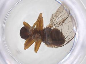  ( - BIOUG35313-H03)  @11 [ ] CreativeCommons - Attribution Share - Alike (2025) Centre for Biodiversity Genomics Centre for Biodiversity Genomics