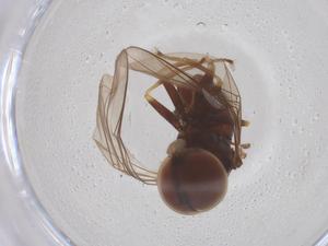  ( - BIOUG35316-C09)  @11 [ ] CreativeCommons - Attribution Share - Alike (2025) Centre for Biodiversity Genomics Centre for Biodiversity Genomics