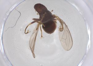  ( - BIOUG35316-G02)  @11 [ ] CreativeCommons - Attribution Share - Alike (2025) Centre for Biodiversity Genomics Centre for Biodiversity Genomics