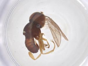  ( - BIOUG35320-D11)  @11 [ ] CreativeCommons - Attribution Share - Alike (2025) Centre for Biodiversity Genomics Centre for Biodiversity Genomics