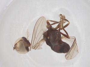  ( - BIOUG35323-B03)  @11 [ ] CreativeCommons - Attribution Share - Alike (2025) Centre for Biodiversity Genomics Centre for Biodiversity Genomics