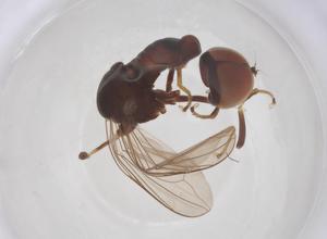  ( - BIOUG35323-F10)  @11 [ ] CreativeCommons - Attribution Share - Alike (2025) Centre for Biodiversity Genomics Centre for Biodiversity Genomics