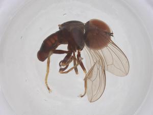  ( - BIOUG35491-D06)  @11 [ ] CreativeCommons - Attribution Share - Alike (2025) Centre for Biodiversity Genomics Centre for Biodiversity Genomics