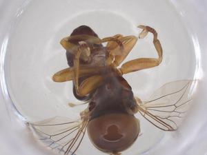  ( - BIOUG35491-H06)  @11 [ ] CreativeCommons - Attribution Share - Alike (2025) Centre for Biodiversity Genomics Centre for Biodiversity Genomics