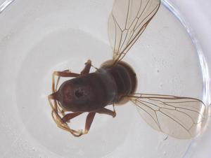  ( - BIOUG35492-B01)  @11 [ ] CreativeCommons - Attribution Share - Alike (2025) Centre for Biodiversity Genomics Centre for Biodiversity Genomics