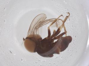  ( - BIOUG35493-C01)  @11 [ ] CreativeCommons - Attribution Share - Alike (2025) Centre for Biodiversity Genomics Centre for Biodiversity Genomics