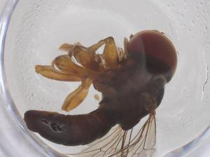  ( - BIOUG35497-A08)  @11 [ ] CreativeCommons - Attribution Share - Alike (2025) Centre for Biodiversity Genomics Centre for Biodiversity Genomics