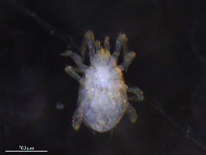  ( - BIOUG35932-G03)  @11 [ ] CreativeCommons - Attribution (2019) CBG Photography Group Centre for Biodiversity Genomics