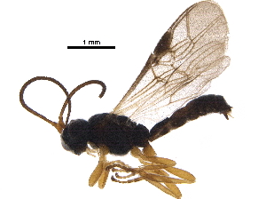  ( - BIOUG34422-A02)  @14 [ ] CreativeCommons - Attribution (2017) CBG Photography Group Centre for Biodiversity Genomics