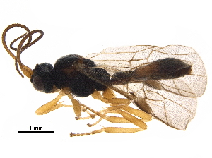  ( - BIOUG34422-C03)  @13 [ ] CreativeCommons - Attribution (2018) CBG Photography Group Centre for Biodiversity Genomics