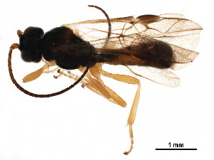  ( - BIOUG34422-E08)  @13 [ ] CreativeCommons - Attribution (2018) CBG Photography Group Centre for Biodiversity Genomics