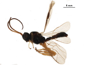  ( - BIOUG34422-H02)  @13 [ ] CreativeCommons - Attribution (2018) CBG Photography Group Centre for Biodiversity Genomics