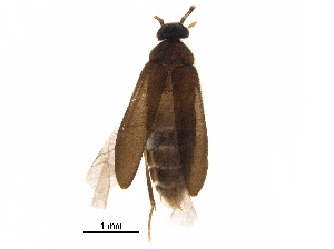  ( - BIOUG34800-A04)  @14 [ ] CreativeCommons - Attribution (2018) CBG Photography Group Centre for Biodiversity Genomics
