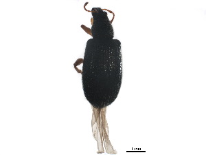  ( - BIOUG33496-C07)  @14 [ ] CreativeCommons - Attribution (2018) CBG Photography Group Centre for Biodiversity Genomics