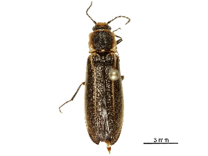  ( - BIOUG32883-D05)  @11 [ ] CreativeCommons - Attribution (2018) CBG Photography Group Centre for Biodiversity Genomics