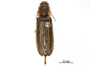  ( - BIOUG32883-D07)  @11 [ ] CreativeCommons - Attribution (2018) CBG Photography Group Centre for Biodiversity Genomics