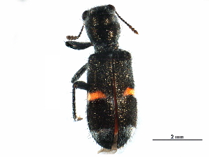  ( - BIOUG32802-D09)  @14 [ ] CreativeCommons - Attribution (2017) CBG Photography Group Centre for Biodiversity Genomics