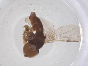  ( - BIOUG33240-A11)  @11 [ ] CreativeCommons - Attribution Share - Alike (2025) Centre for Biodiversity Genomics Centre for Biodiversity Genomics