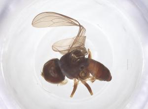  ( - BIOUG33243-D06)  @11 [ ] CreativeCommons - Attribution Share - Alike (2025) Centre for Biodiversity Genomics Centre for Biodiversity Genomics