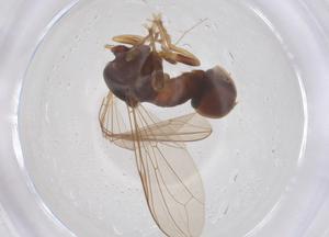  ( - BIOUG33245-C10)  @11 [ ] CreativeCommons - Attribution Share - Alike (2025) Centre for Biodiversity Genomics Centre for Biodiversity Genomics