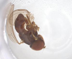  ( - BIOUG33246-E06)  @11 [ ] CreativeCommons - Attribution Share - Alike (2025) Centre for Biodiversity Genomics Centre for Biodiversity Genomics