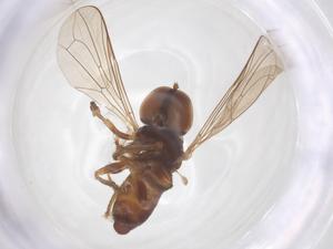  ( - BIOUG33770-D12)  @11 [ ] CreativeCommons - Attribution Share - Alike (2025) Centre for Biodiversity Genomics Centre for Biodiversity Genomics