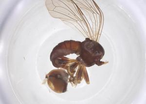  ( - BIOUG33771-C01)  @11 [ ] CreativeCommons - Attribution Share - Alike (2025) Centre for Biodiversity Genomics Centre for Biodiversity Genomics