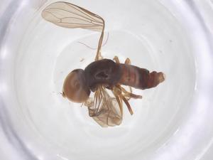  ( - BIOUG33771-D07)  @11 [ ] CreativeCommons - Attribution Share - Alike (2025) Centre for Biodiversity Genomics Centre for Biodiversity Genomics