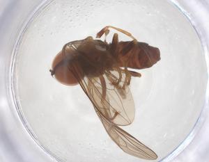  ( - BIOUG34925-F08)  @11 [ ] CreativeCommons - Attribution Share - Alike (2025) Centre for Biodiversity Genomics Centre for Biodiversity Genomics