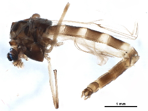  ( - BIOUG32791-A05)  @11 [ ] CreativeCommons - Attribution (2018) CBG Photography Group Centre for Biodiversity Genomics