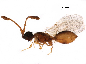  ( - BIOUG34530-C03)  @14 [ ] CreativeCommons - Attribution (2017) CBG Photography Group Centre for Biodiversity Genomics