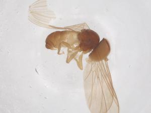  ( - BIOUG34609-D02)  @11 [ ] CreativeCommons - Attribution Share - Alike (2025) Centre for Biodiversity Genomics Centre for Biodiversity Genomics