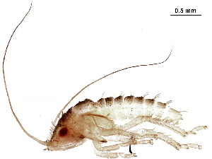  ( - BIOUG35545-A09)  @11 [ ] CreativeCommons - Attribution (2018) CBG Photography Group Centre for Biodiversity Genomics